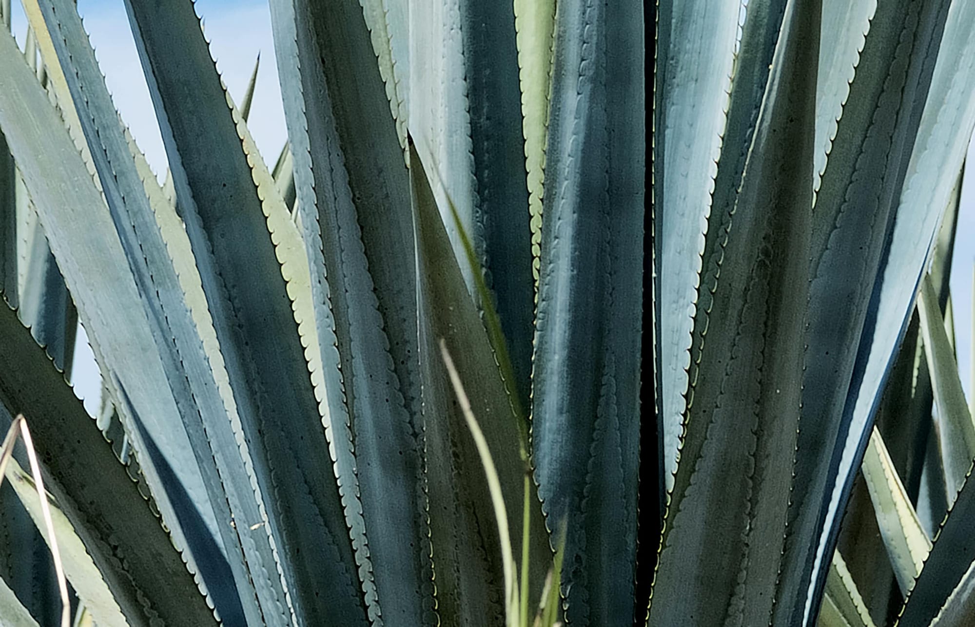 Close-up of succulent green blades.