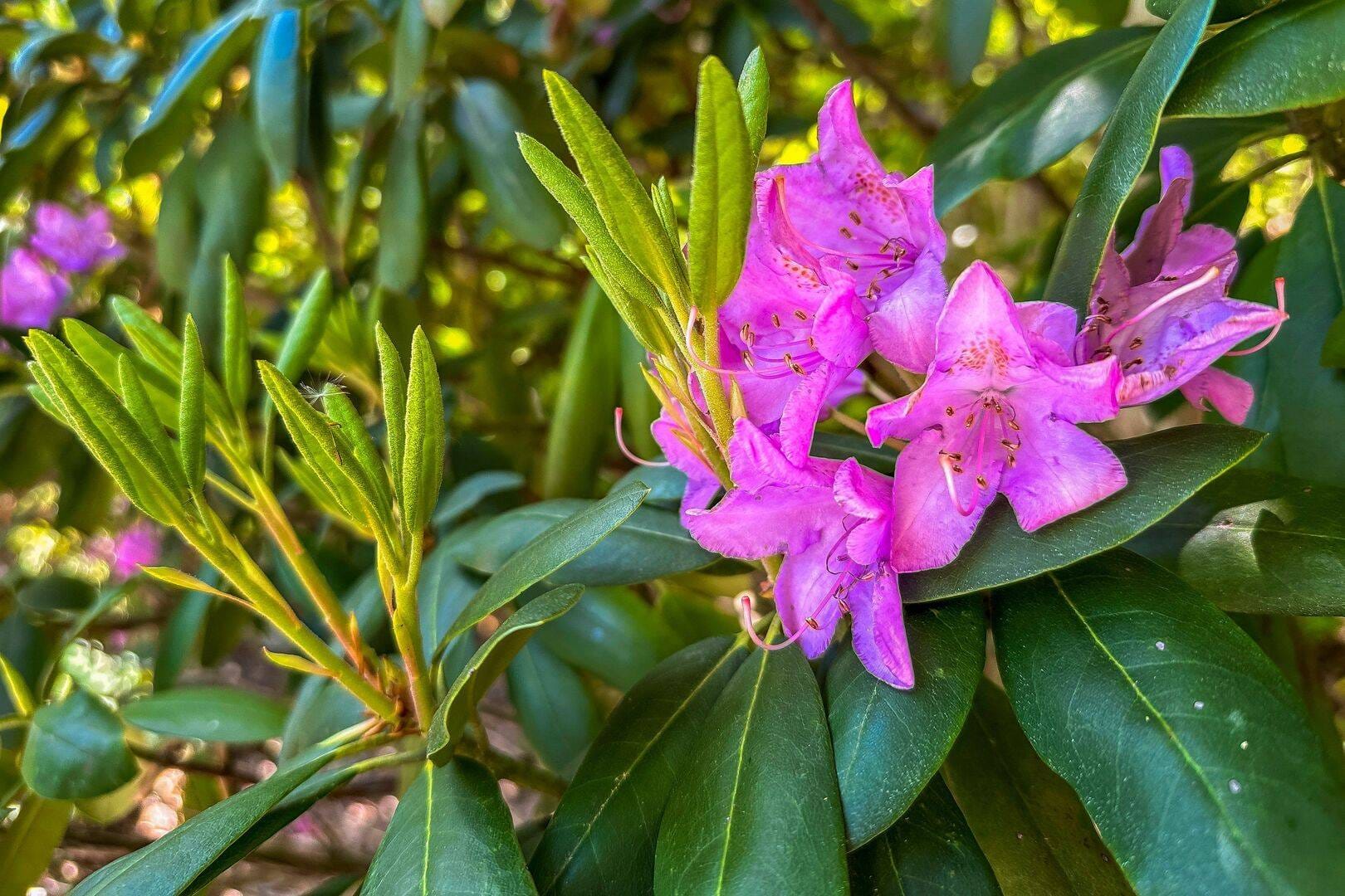 Pink flowers with green leaves.