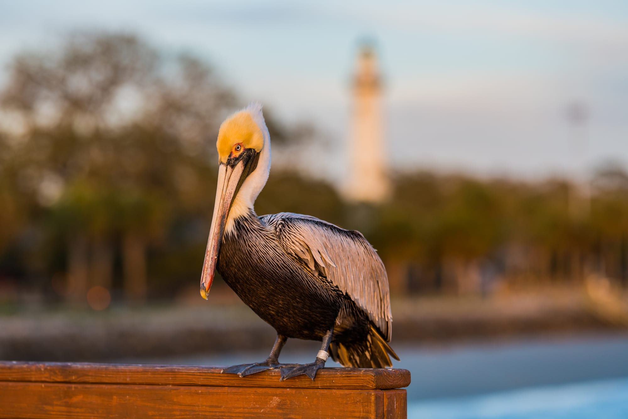 Pelican perched near a lighthouse.