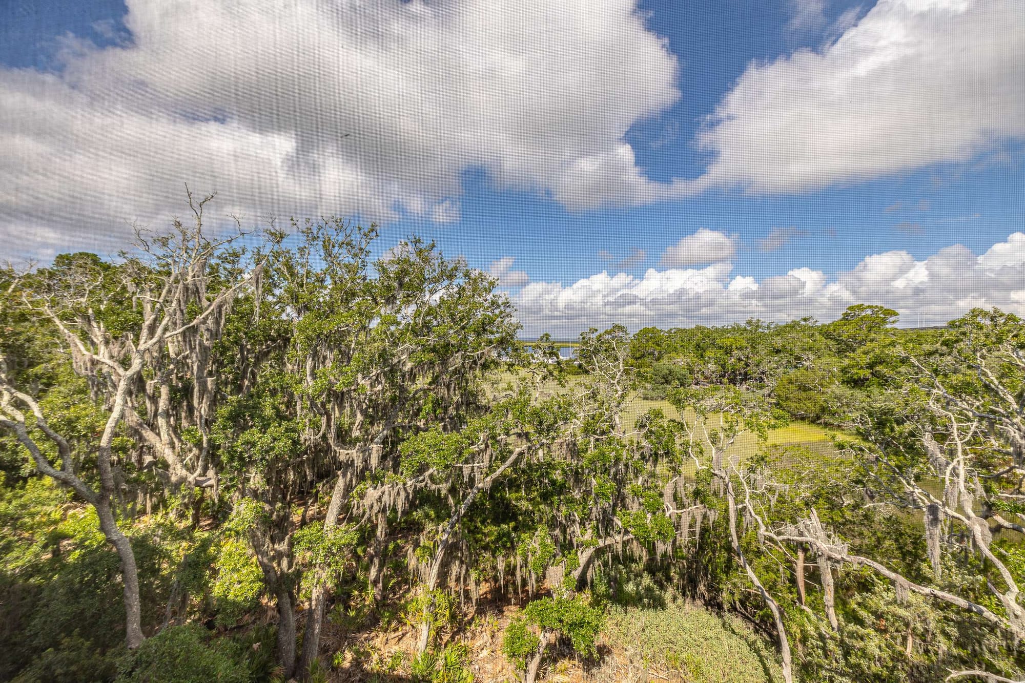 Lush forest under cloudy sky.