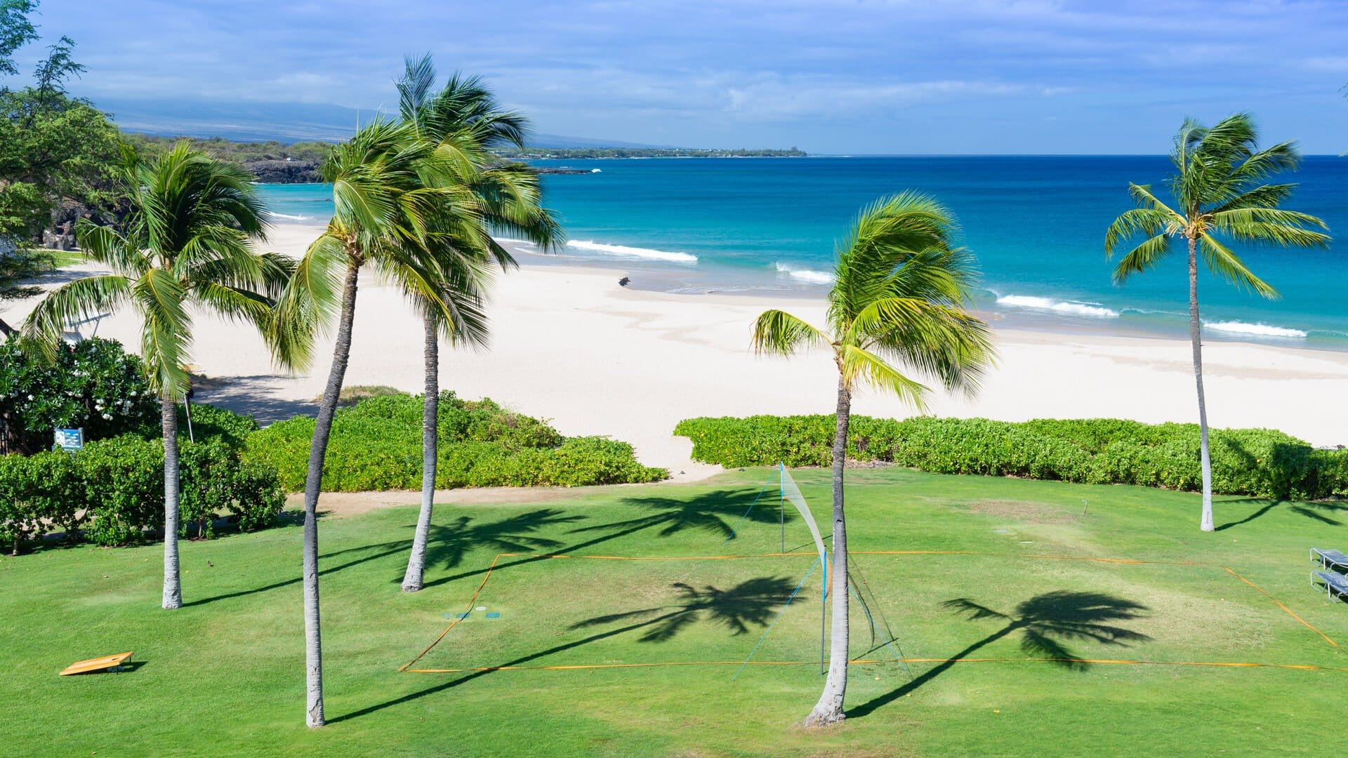 Palm trees on a sandy beach.