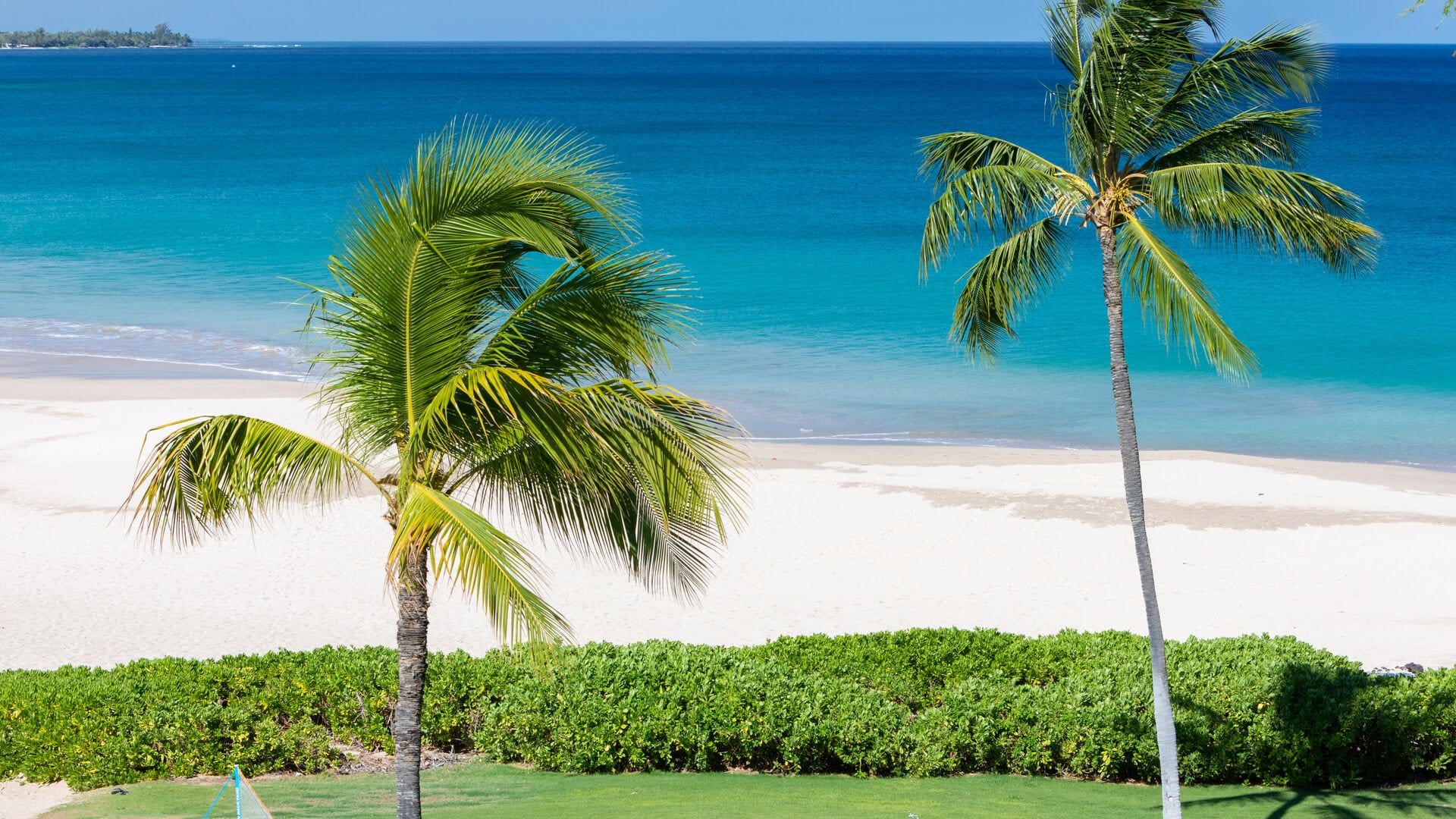 Palm trees by a tropical beach.