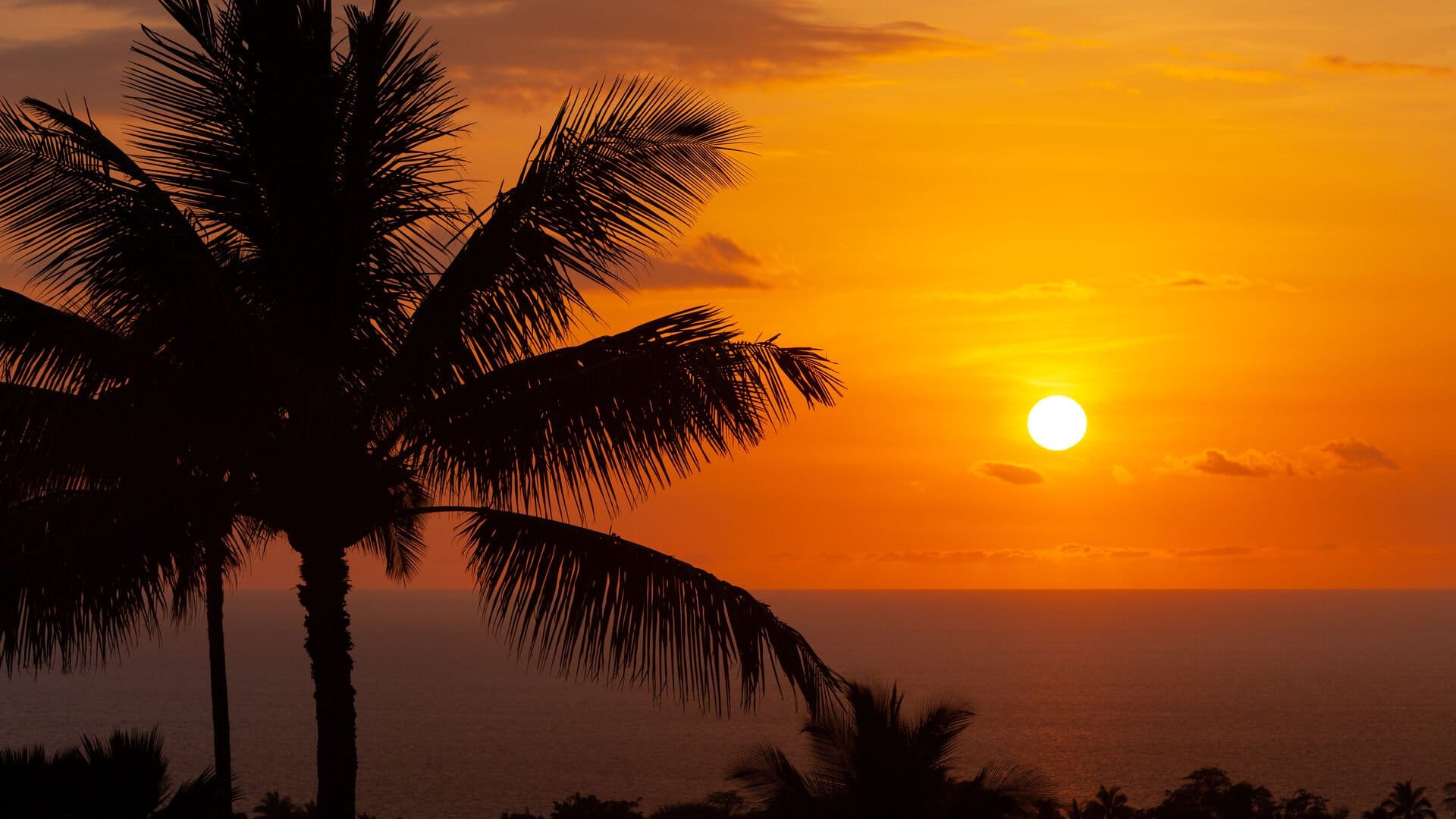 Palm tree silhouettes at sunset.