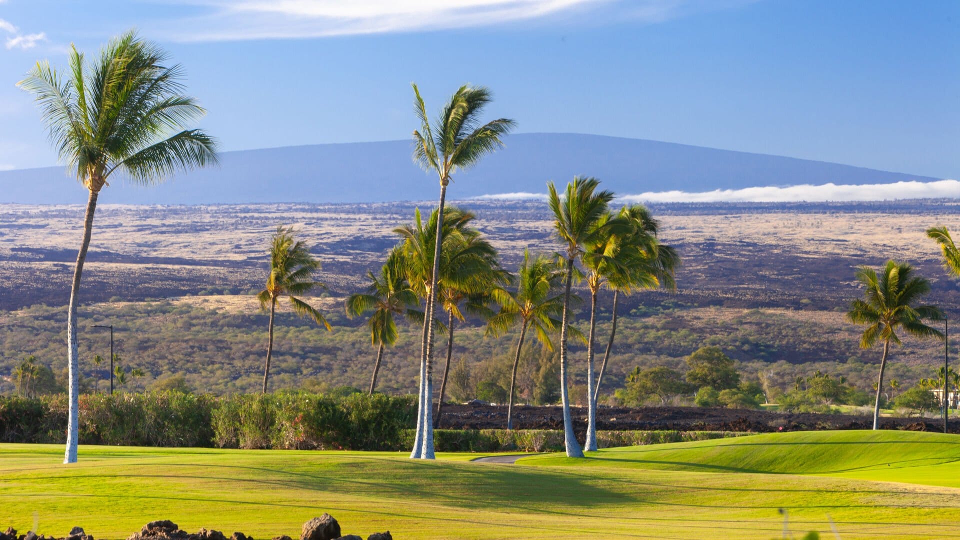 Palm trees with distant mountain background.