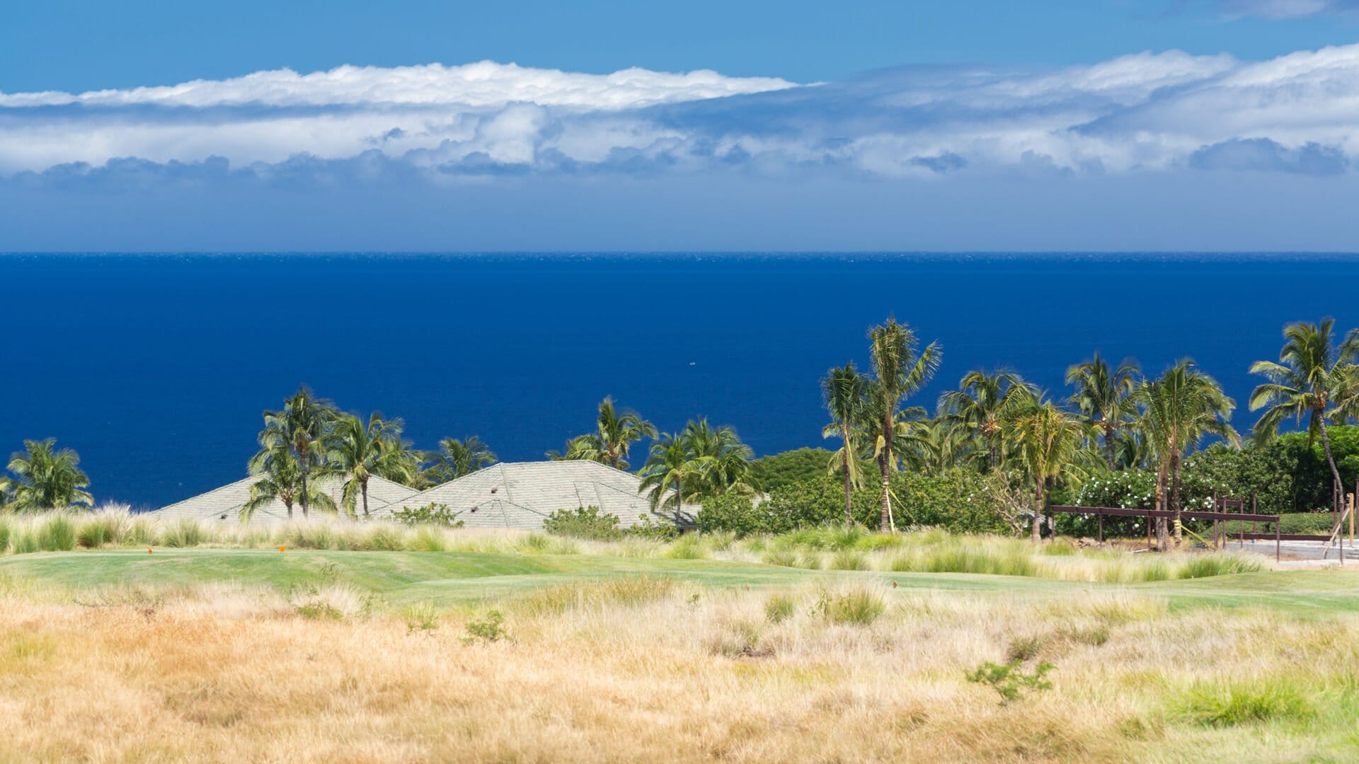 Ocean view with palm trees, grassland.