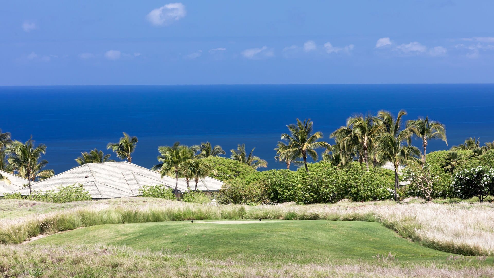 Ocean view with palm trees