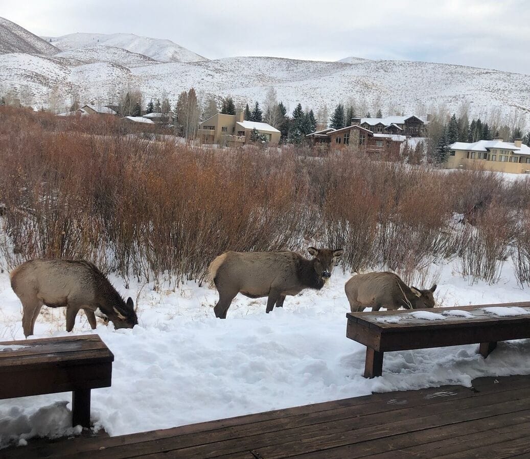 Three elk grazing in snow.