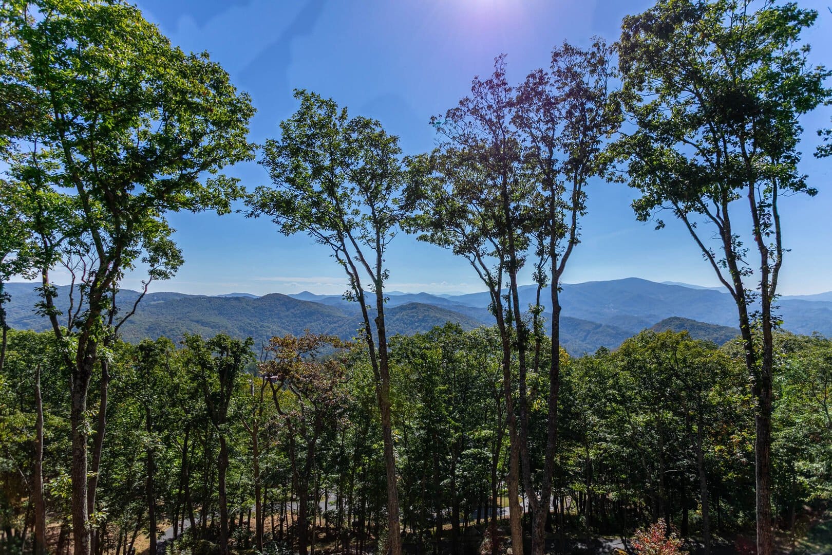 Trees with mountain view background.