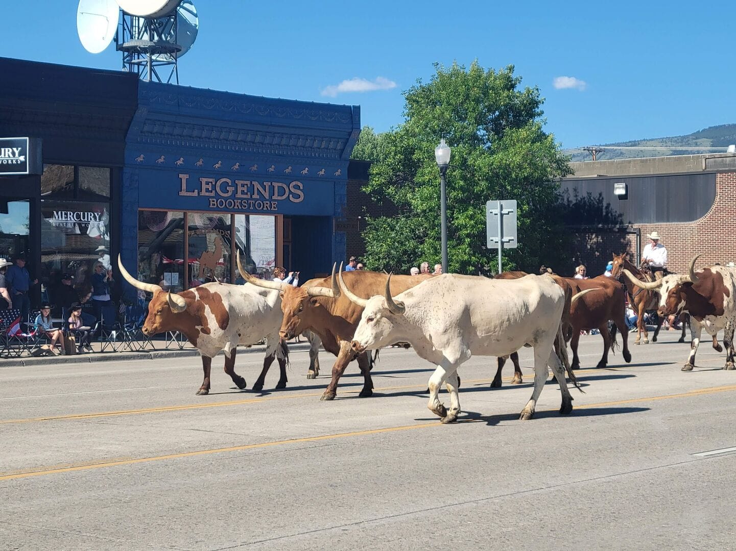 Longhorn cattle parade on street.