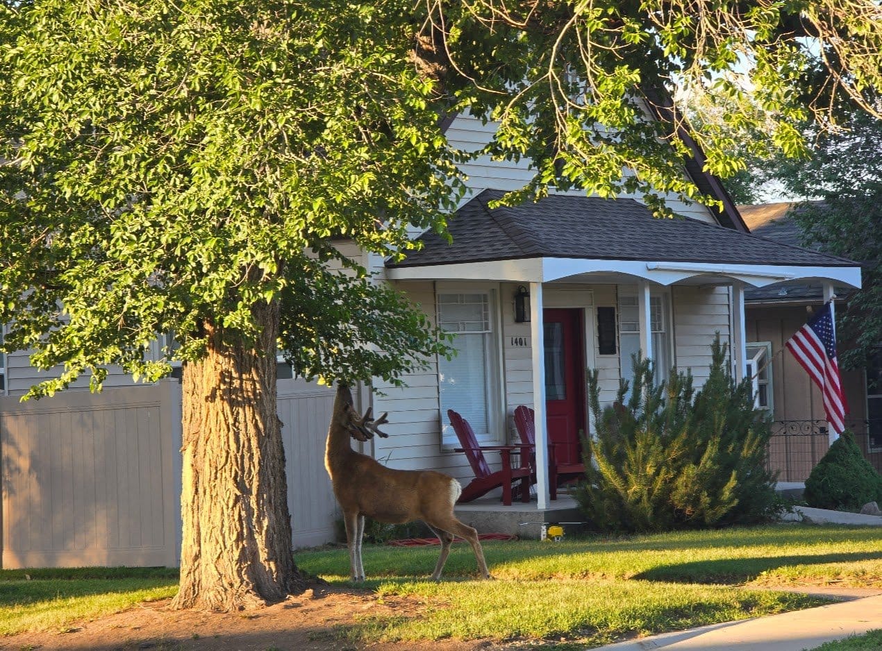 Deer eating leaves near house.