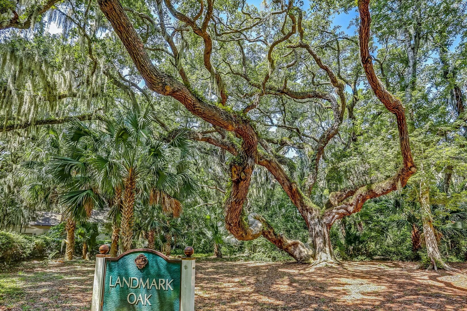 Large oak tree with sign.