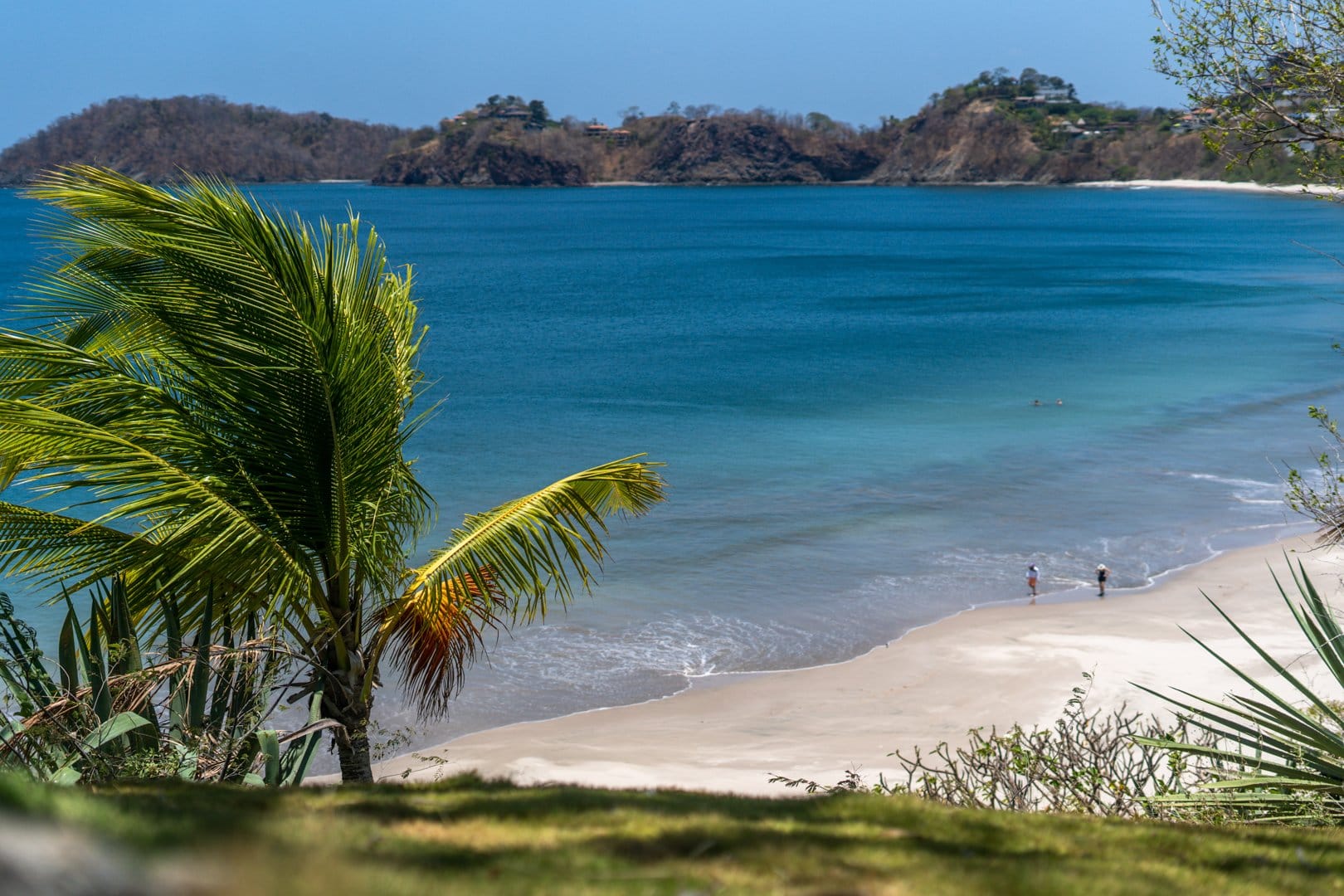 Palm tree overlooking beach and ocean.