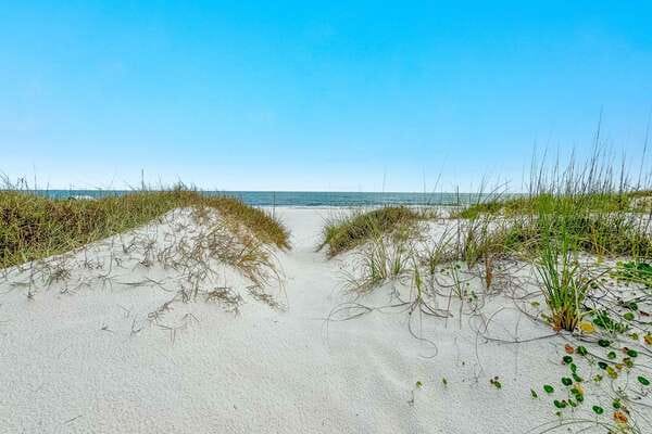 Sandy path through grassy dunes.