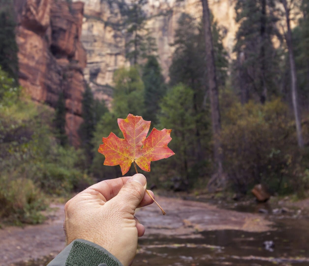 Hand holding red maple leaf.